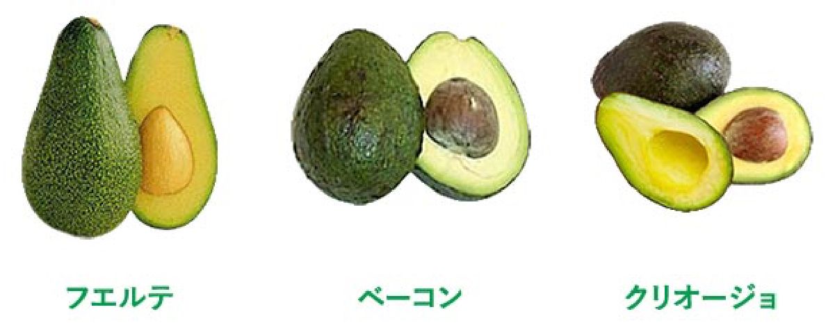 メキシコ産アボカドについて Avocados From Mexico アボカドfromメキシコ