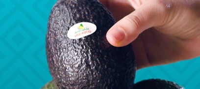 「メキシコが生んだ奇跡、極上のアボカド」なぜメキシコ産は最高品質なの?